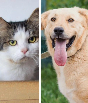 Котопёс недели: возьмите из приюта заурчательного кота Корнишона или собаку-нежняку Айсберга