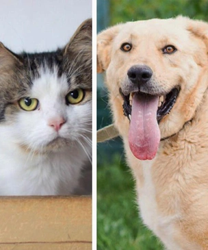 Котопёс недели: возьмите из приюта заурчательного кота Корнишона или собаку-нежняку Айсберга