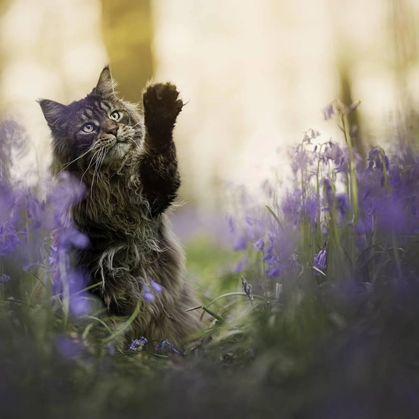 Кошка танцует, кошка кричит: 20 самых ярких снимков лауреатов ежегодной фотопремии 35awards, Всемирный день кошек, смешные фото кошек | Источник: Laura Petermans, 35awards