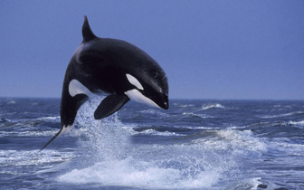 Дерзкое нападение в одиночку: кит-убийца подстерег акулу, чтобы полакомиться самым вкусным