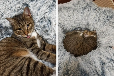 В Новосибирске пристраивают кота Этьена с высунутым языком