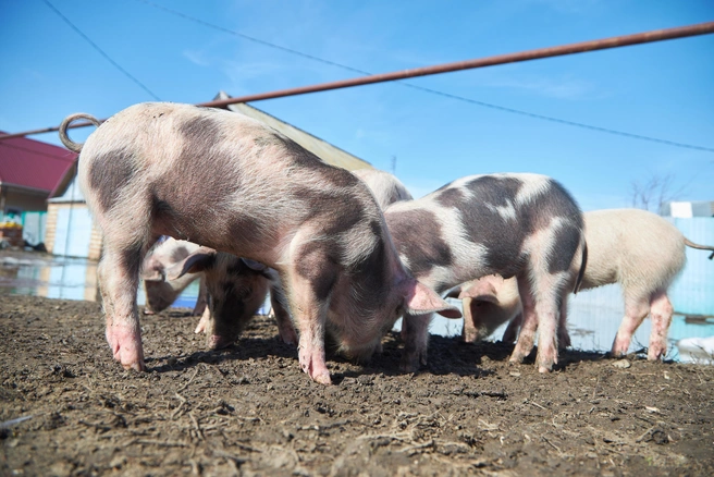 В управлении ветеринарии Кузбасса пояснили, что изымаются исключительно свиньи, а не все виды домашнего скота | 142.ru