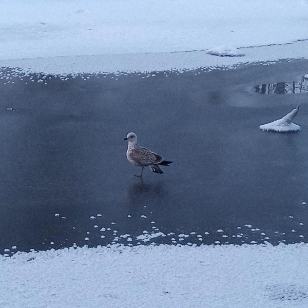 Источник: Кошкиспас / Телеграм