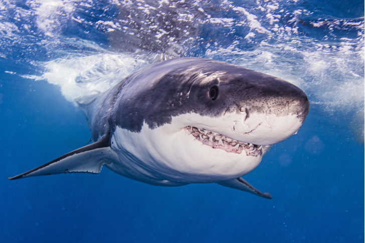 Почему большая белая акула черного цвета? | Вокруг Света
