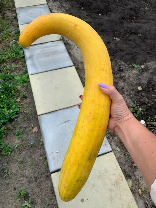 Можно было бы решить, что это банан или еще что-то, но не дыня. Уверены, она была вкусная | Источник: читатель 72.RU