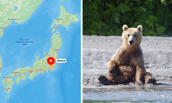 Распробовали вкус мяса: в Японии участились нападения медведей на людей — что будут делать власти?