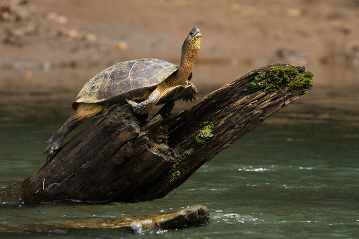 Вы слышали, как поют черепахи? Более 50 «молчаливых» видов оказались с голосом