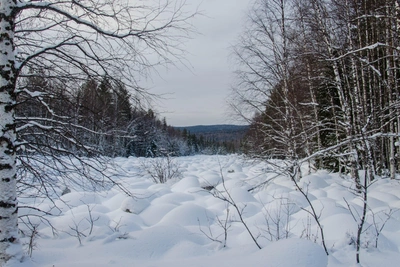 Митрофанов день: почему 6 декабря нельзя ходить непричесанным