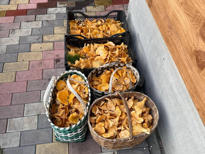 Вид — на зависть | Источник: Грибы. Ягоды. Травы. Челябинск и область. / Vk.com