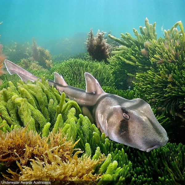 Победитель в номинации «Акулы» | Источник: Vadim Belakhov / Underwater Awards Australasia 2025