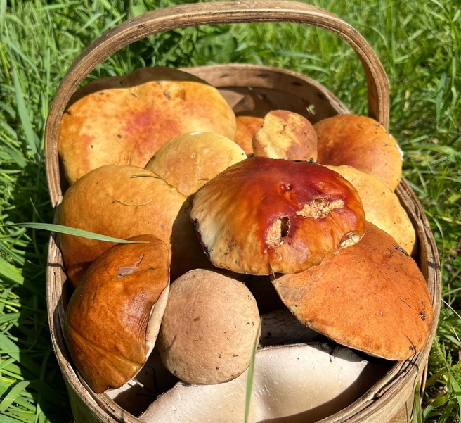 Несколько минут — и кузовок полон | Источник: «Грибы. Грибники Омска и Омской области"/ vk.com