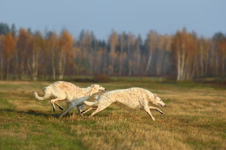 Источник: Natallia Yaumenenka&nbsp;via&nbsp;Shutterstock/Fotodom.ru