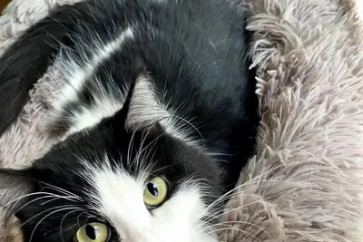 Кошка Моня, трижды победившая смерть, ищет дом в Самаре