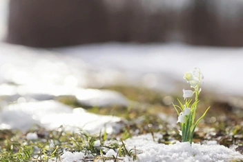 Тест: Какой вы весенний цветок?