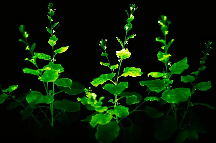 Петуния вместо лампы: как растения научили излучать свет
