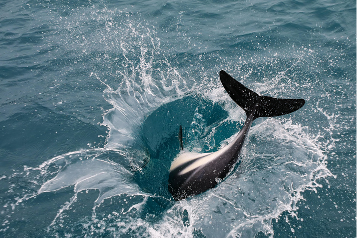 Люди океана: как дельфины научились жить в свое удовольствие