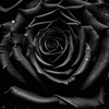 userpic__Черная роза