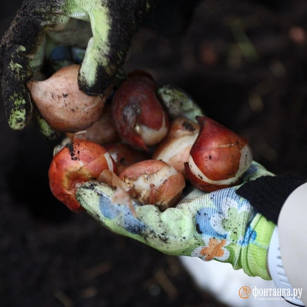 Источник: Сергей Михайличенко / «Фонтанка.ру»