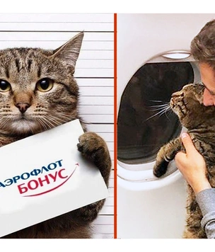 Мемы про упитанного кота Виктора и «Аэрофлот»