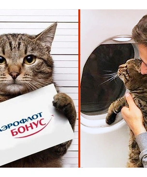 Мемы про упитанного кота Виктора и «Аэрофлот»