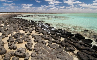 Искусственный интеллект нашел «призрачные» следы древней жизни на Земле