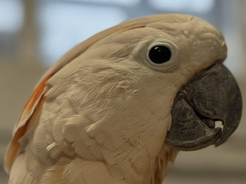 Посмотрите на его гигантский клюв | Источник: Предоставлено Пермским зоопарком