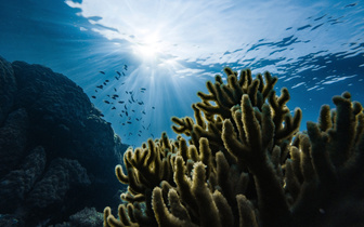 Тест на глубину знаний: что вам на самом деле известно о подводном мире?