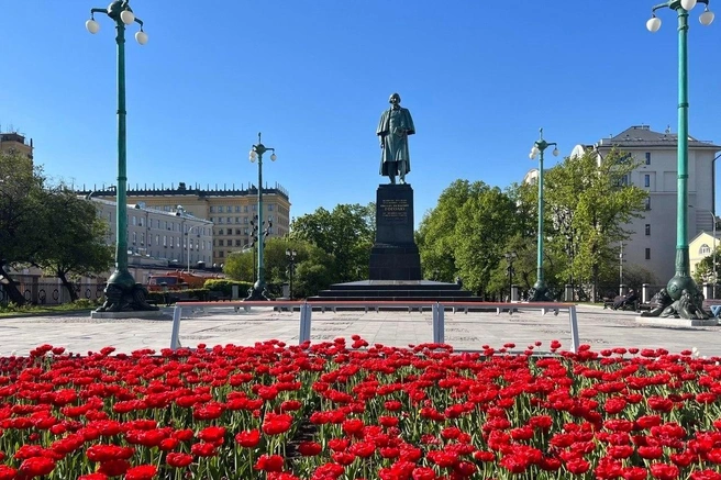 На Арбатской площади каждый год высаживают тюльпаны, к майским праздникам, как правило, уже в пышном цвету. Но сейчас здесь всё выглядит немного иначе | Источник: Елена Халматова / MSK1.RU