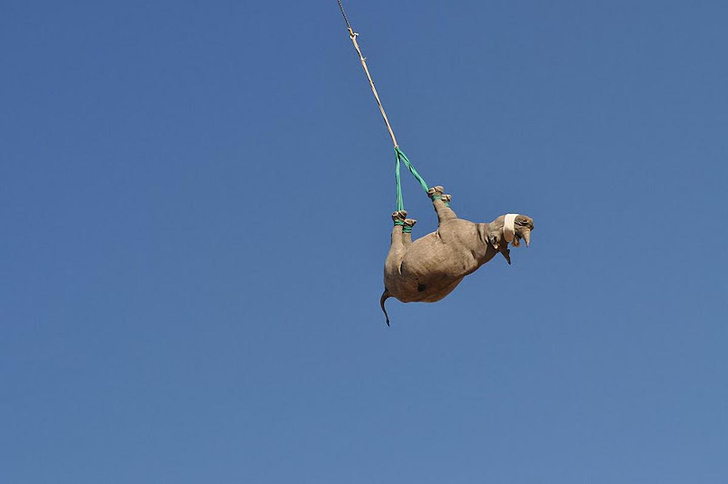 Ох, нелегкая это работа: зачем и как в Намибии транспортируют носорогов