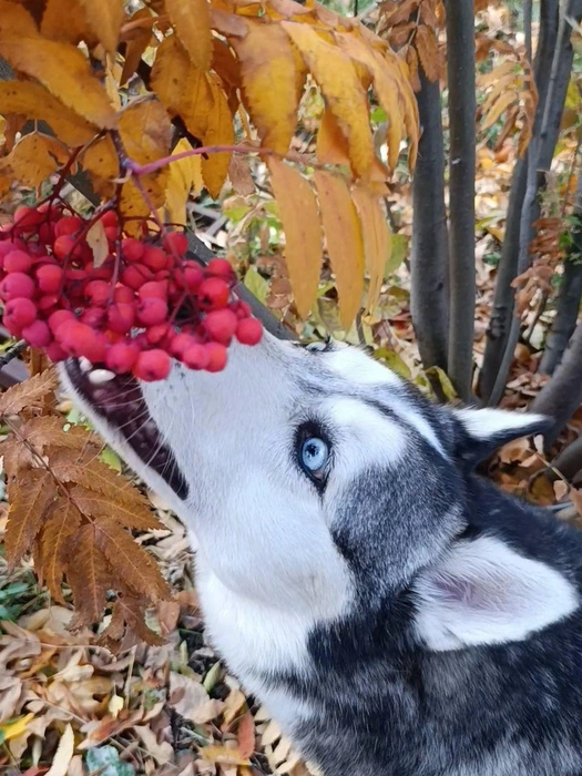 Пожалуй, всё-таки компот. И рябины добавим!  | Источник: читатель 63.RU 
