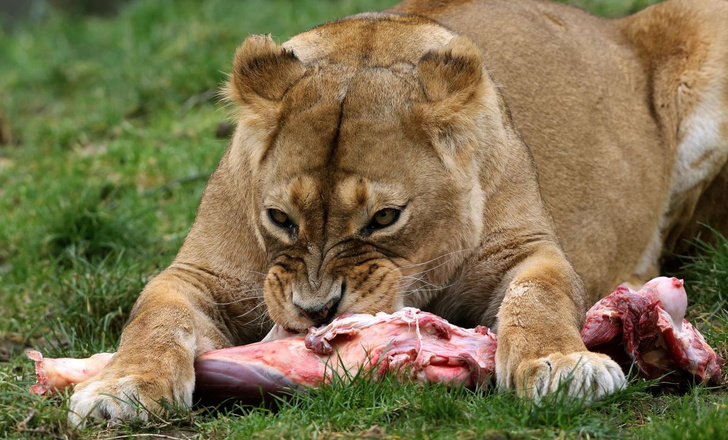 Ученые объяснили появление львов-людоедов