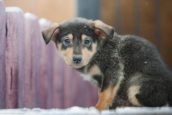«Месяцами не могу забыть очередного котенка или щенка, которого не забрала с улицы»