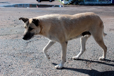 Директор школы рассказала о семье погибшего от бешенства мальчика