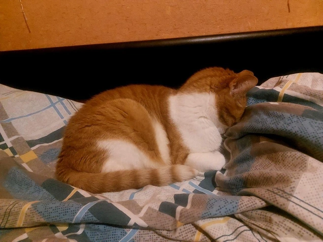 Или лучше поваляться в мягкой постельке?  | Источник: читатель 63.RU 