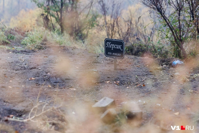 Свежие могилы пока остаются нетронутыми  | Источник: Алексей Волхонский / V1.RU