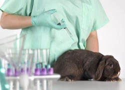Тестирование косметики на животных: жестокая правда, которую от нас скрывают