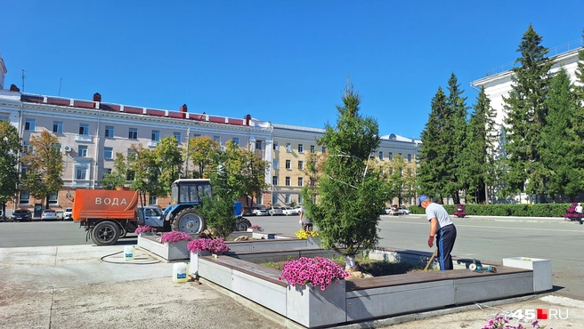 Ели обещают поливать три раза в неделю, пока стоит жаркая погода | Источник: Александр Лисихин / 45.RU