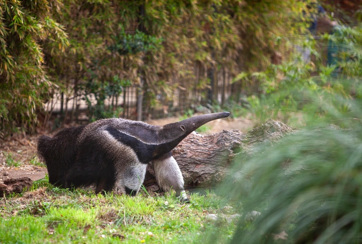 Комфортней всего гигантский муравьед чувствует себя под сенью деревьев | Источник: EllyGri/Shutterstock/Fotodom.ru