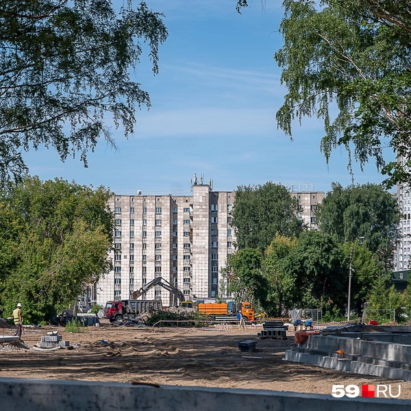 Эти деревья обещают сохранить | Источник: Василина Любимова / 59.RU