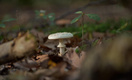 Ученые нашли антидот для яда бледной поганки — гриба, который убивает 9 из 10 съевших его
