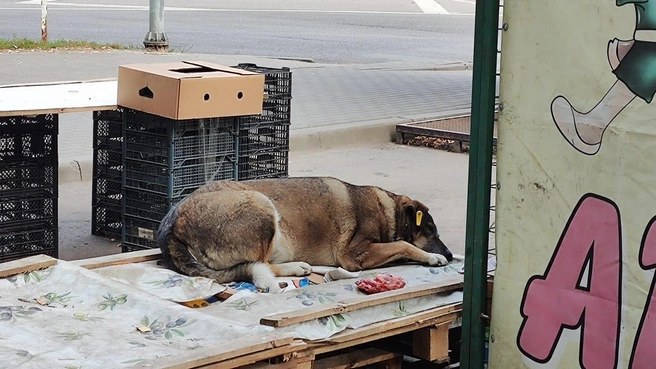 Порой впечатление, что у бродячих собак в Воронеже больше прав, чем у людей | Источник: Voronezh1.ru