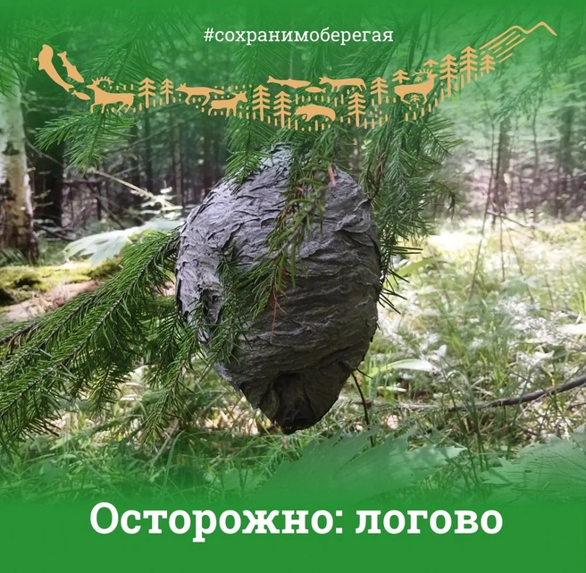 Будут преследовать жертву несколько метров. Туристов призвали остерегаться гнезд диких ос на Байкале | Источник: «Заповедное Прибайкалье» / Telegram