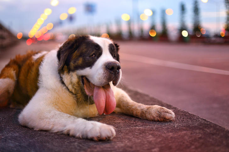 Жара в городе: признаки теплового удара у собак и кошек и другие полезные знания