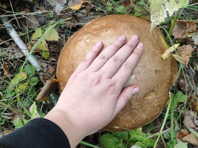 Сибиряки нашли в лесу белый гриб | Источник: читательница НГС