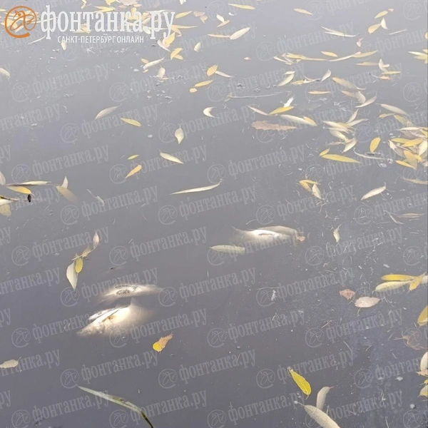 «Массовый замор». В Охте продолжают считать мертвую рыбу | Источник: читатель «Фонтанки»