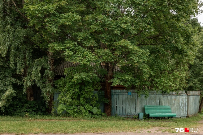 Уютная скамейка в тени раскидистого дерева | Источник: Александр Куренной / 76.RU