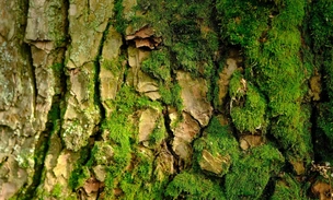 9 месяцев в вакууме и радиации: это растение выжило в открытом космосе