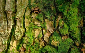 9 месяцев в вакууме и радиации: это растение выжило в открытом космосе