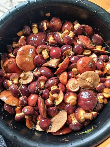 Маринованные маслята — это прекрасная заготовка на зиму | Источник: читатель «Чита.Ру»