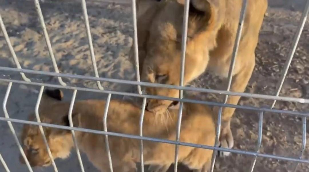 «А папа может и еду у нее отобрать»: под Волгоградом на видео засняли, как львица оберегает детеныша